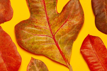 Photo for Botanical art, Herbarium concept. Fresh red and brown leaves on yellow background. Close up. Studio shot - Royalty Free Image