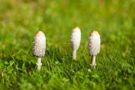 Photo for A colony of shaggy mane mushrooms in the garden. Close up. Sunny weather. Outdoor shot - Royalty Free Image