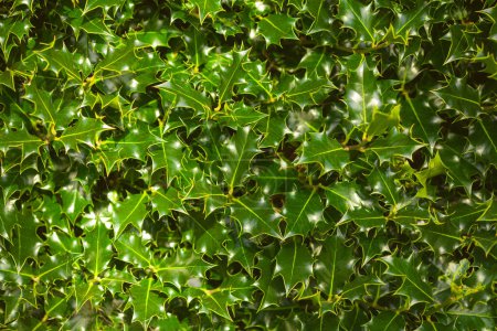Foto de Ilex aquifolium. Holly, un árbol siempreverde de crecimiento lento con hojas puntiagudas. tiro al aire libre - Imagen libre de derechos