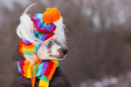Photo for Dog fashion concept. Profile portrait of young Chinese crested puppy with blue eyes wearing funny bobble hat, scarf, posing in winter park. Close up. Copy-space. Outdoor shot - Royalty Free Image