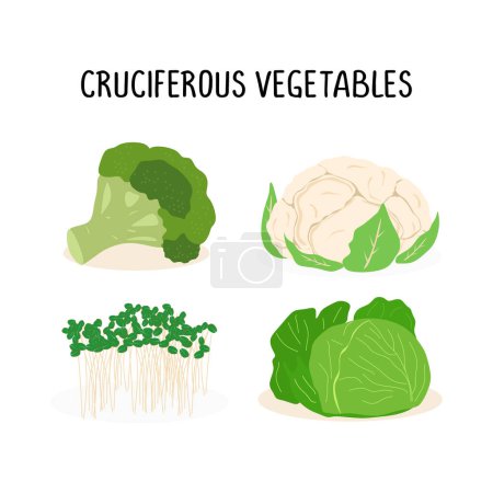 Illustration for Cruciferous vegetables vector flat illustration set, isolated on white background - Royalty Free Image