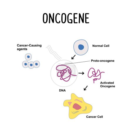 Ilustración de Oncogén: gen mutado que puede promover el crecimiento y la división de las células, lo que puede conducir al desarrollo de cáncer.. - Imagen libre de derechos