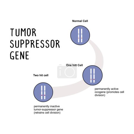 Illustration for Tumor Suppressor Gene: A gene that regulates cell growth and division, and when mutated, can lose its ability to control cell growth, contributing to cancer development. - Royalty Free Image