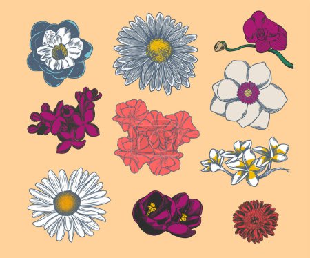 Téléchargez les illustrations : Ensemble de dessin botanique fleur dessinée à la main isolé sur fond lumineux. - en licence libre de droit