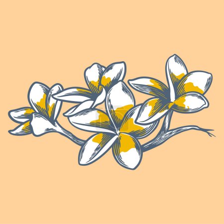 Téléchargez les illustrations : Fleur dessinée à la main dessin botanique de frangipani isolé sur fond lumineux. - en licence libre de droit