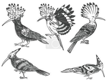 Handgezeichnet von Wiedehopf Vogel aus verschiedenen Winkeln Ansichten in Gravur schwarz-weiß Stil isoliert auf weißem Hintergrund. Wiedehopf-Vektor-Illustration.