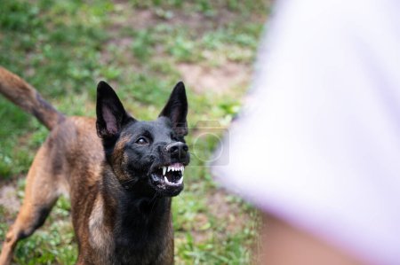 Belgian malinois shepherd dog growling and threatening showing her teeth in anger.