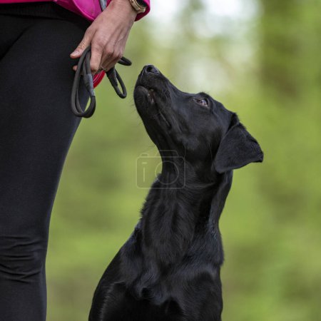 Closeup view of a beautiful purebred black labrador retriever dog sitting in a heel position looking up at her owner.