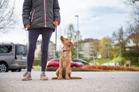 Dueña de un perro de pie en un entorno urbano con su cachorro labrador retriever dorado sentado a su lado. Formación y aprendizaje en obediencia, 