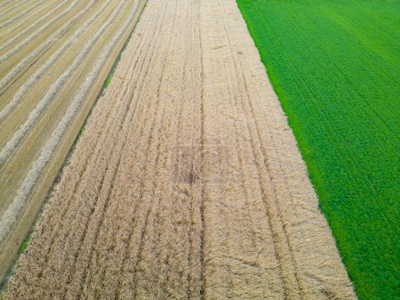 Foto de Vista con un dron de un campo de trigo dorado que bordea el hermoso prado verde. Paisaje agrícola vista. - Imagen libre de derechos