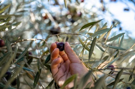 Foto de Vista de cerca de una mano de un niño sosteniendo una fruta de olivo negra madura que crece en un olivo. - Imagen libre de derechos