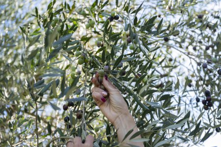 Foto de Vista desde abajo de la mano femenina recogiendo aceitunas verdes y negras maduras que crecen en un olivo. - Imagen libre de derechos