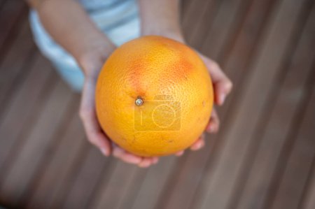 Foto de Vista superior de una gran naranja jugosa madura o pomelo en manos de un niño. - Imagen libre de derechos