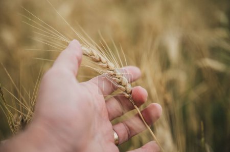 Foto de Vista de cerca de la mano masculina sosteniendo suavemente una madura espiga dorada de trigo creciendo en el campo en una imagen conceptual de riqueza y abundancia. - Imagen libre de derechos