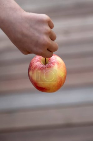 Foto de Vista desde arriba de un niño sosteniendo una manzana por su tallo sobre un fondo de madera. - Imagen libre de derechos