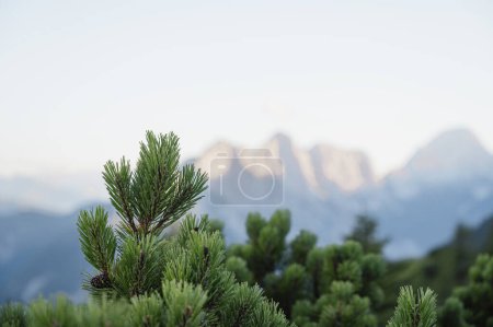 Foto de Vista de cerca de hermosas ramas de pino verde con hermosa vista de las montañas en el fondo. - Imagen libre de derechos