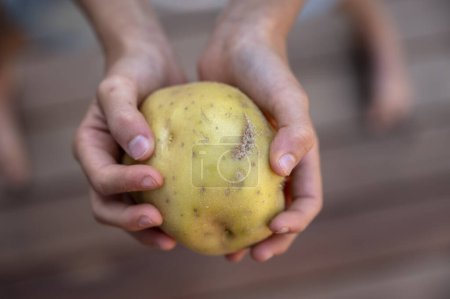 Foto de La mano de la persona sosteniendo la patata, promoviendo una alimentación saludable. - Imagen libre de derechos