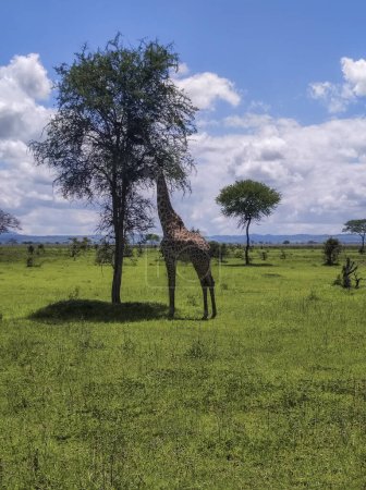 Foto de Una jirafa del parque nacional Mikumi Tanzania comiendo hojas de un árbol. - Imagen libre de derechos