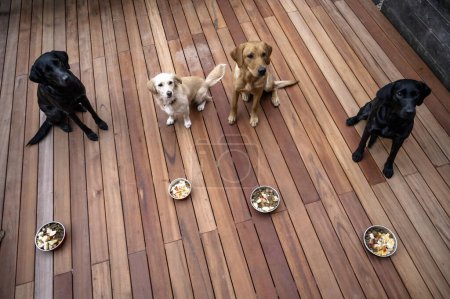 Foto de Cuatro perros obedientes beautfiul, labrador retrievers y un chucho, esperando pacientemente sus comidas con cuencos llenos de comida colocados delante de ellos. - Imagen libre de derechos