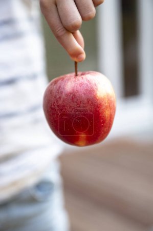 Foto de Mano de un niño sosteniendo una manzana jugosa madura junto a ella tallo. - Imagen libre de derechos