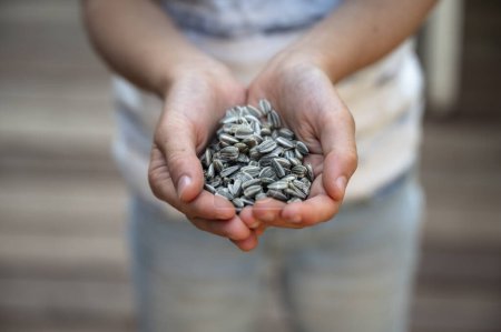 Foto de Vista de cerca de un niño acariciándose las manos mientras sostiene un montón de semillas de girasol sin pelar. - Imagen libre de derechos