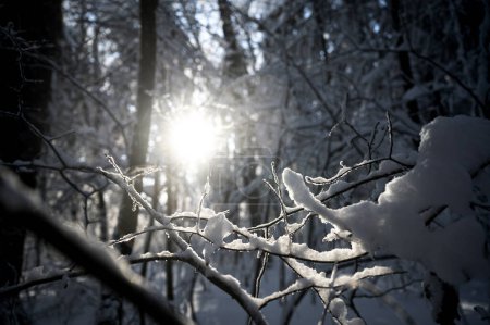 Foto de Vista del hermoso sol brillando a través de árboles cubiertos de nieve y ramitas en el tranquilo bosque de invierno. - Imagen libre de derechos
