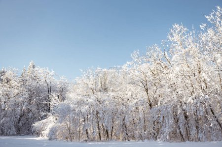 Foto de Hermosos árboles cubiertos de nieve en calma fría naturaleza de invierno. - Imagen libre de derechos