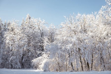 Foto de Hermosa naturaleza tranquila de invierno árboles cubiertos de nieve y heladas en un día frío brillante. - Imagen libre de derechos