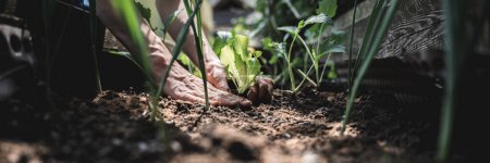 Foto de Vista de ángulo bajo de las manos femeninas plantando plántulas de lechuga verde en un suelo fértil de un jardín doméstico con la luz del sol que viene a través de las verduras en crecimiento. - Imagen libre de derechos