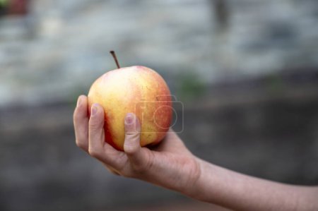 Foto de Vista lateral de una mano de un niño sosteniendo una manzana orgánica madura. - Imagen libre de derechos