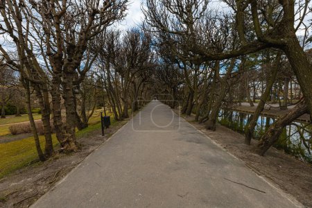 Foto de Gdansk, Polonia - Abril 2022: Largo túnel hecho de árboles curvos viejos sin hojas - Imagen libre de derechos