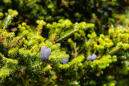Photo for Small young blue cones growing upwards on Korean fir on a sunny day - Royalty Free Image