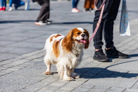 Photo for Wroclaw, Poland - September 2022: Freedom square in Wroclaw and city streets full of small and big dogs at Wroclaw Dogs Parade Hau Are You organized by local homeless animal shelter - Royalty Free Image