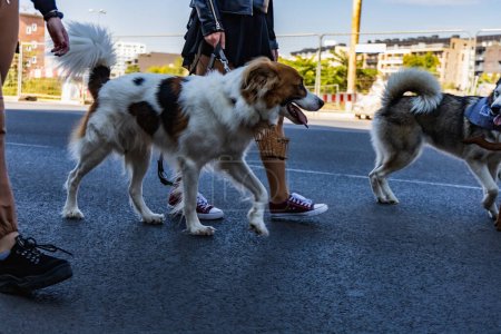 Foto de Wroclaw, Polonia - Septiembre 2022: Plaza de la Libertad en Wroclaw y calles de la ciudad llenas de perros pequeños y grandes en Wroclaw Dogs Parade Hau Are You organizado por refugio de animales sin hogar local - Imagen libre de derechos