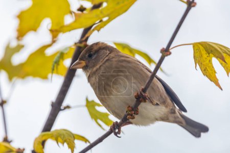Kleiner grauer Sperling sitzt an einem bewölkten Tag auf einem kleinen Ast eines hohen und alten Baumes