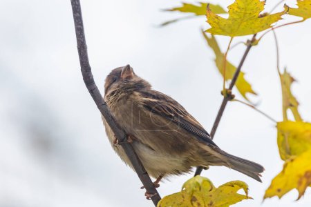 Kleiner grauer Sperling sitzt an einem bewölkten Tag auf einem kleinen Ast eines hohen und alten Baumes