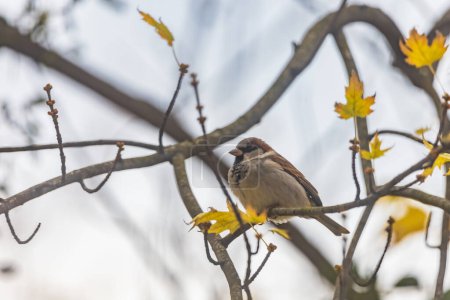 Small gray sparrow sitting on small branch of high and old tree at cloudy day