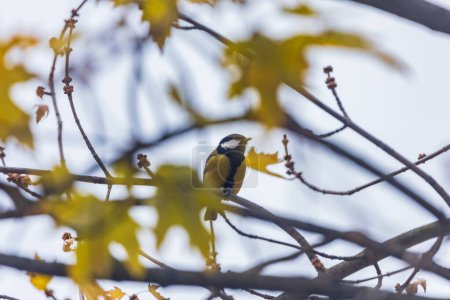 Small and colorful great tit bird with yellow black and white feathers sitting on small branch of high and old tree at cloudy day