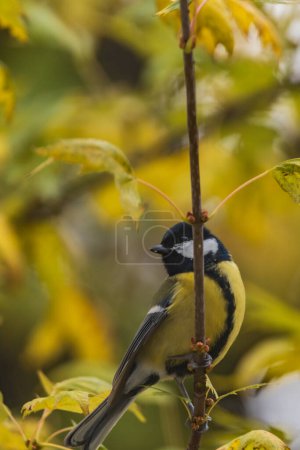 Small and colorful great tit bird with yellow black and white feathers sitting on small branch of high and old tree at cloudy day
