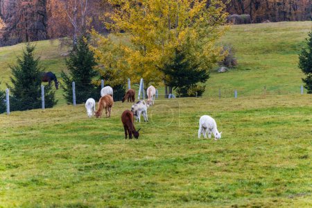 Kleine grüne Lichtung mit wenigen Lamas und Alpakas, die am bewölkten Nachmittag spazieren und essen