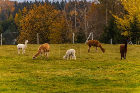 Kleine grüne Lichtung mit wenigen Lamas und Alpakas, die am bewölkten Nachmittag spazieren und essen