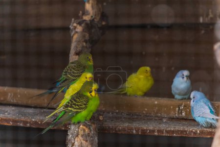Schöne große Herde kleiner und bunter Papageien, die auf hölzernen Zweigen in einem großen Käfig auf einem kleinen Bauernhof sitzen