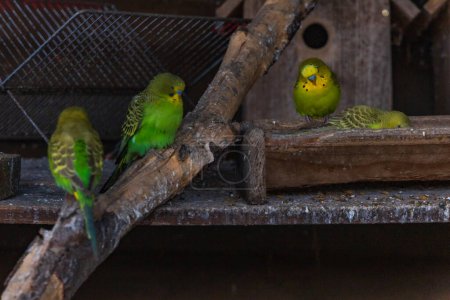 Schöne große Herde kleiner und bunter Papageien, die auf hölzernen Zweigen in einem großen Käfig auf einem kleinen Bauernhof sitzen