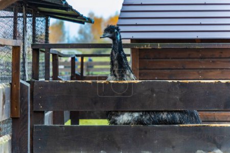 Téléchargez les photos : Belle autruche noire haute à la petite ferme regardant autour de derrière petite clôture en bois - en image libre de droit