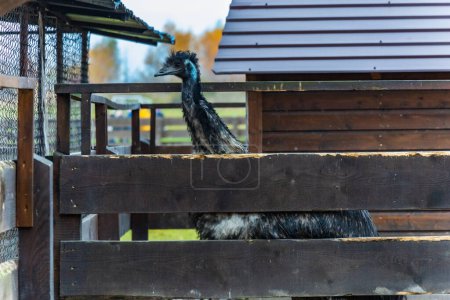 Téléchargez les photos : Belle autruche noire haute à la petite ferme regardant autour de derrière petite clôture en bois - en image libre de droit
