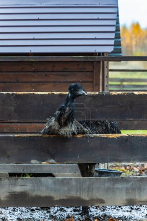 Hermoso avestruz negro alto en una pequeña granja mirando a su alrededor desde detrás de una pequeña cerca de madera