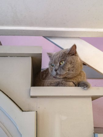 Schöne graue britische Katze liegt auf alten weißen Holztreppen in kleinem Café