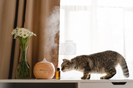 Téléchargez les photos : Aromatherapy concept. Aroma oil diffuser with cat on the table against the window. Air freshener. Ultrasonic aroma diffuser for home - en image libre de droit
