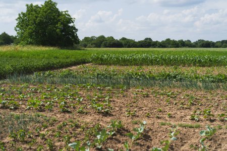 Foto de Agricultura huerta, cultivo ecológico de hortalizas. Situación agraria. - Imagen libre de derechos