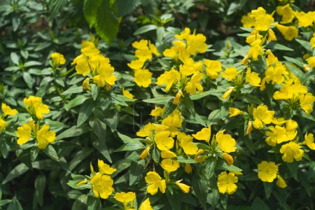Foto de Sundrops. Calylophus berlandieri. Hermosas flores amarillas en el jardín. - Imagen libre de derechos